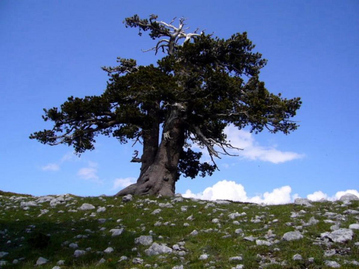 B&B Sole Del Pollino Rotonda Eksteriør bilde